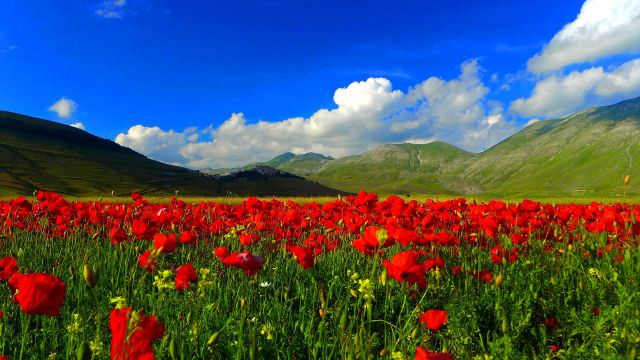 We will drive up to Castelluccio in the National Park of Sibillini to enjoy poppies field during the end of June